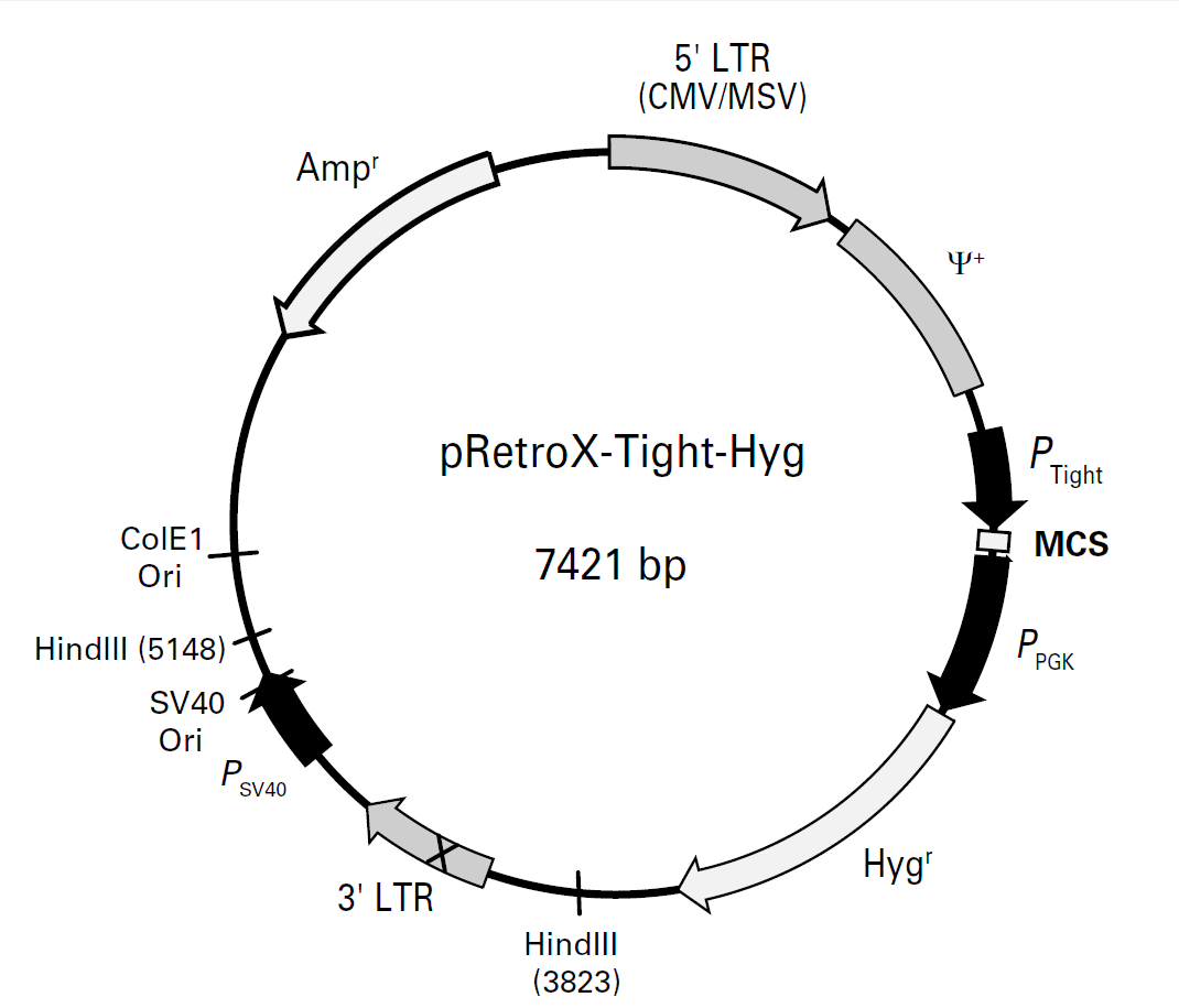pRetroX-Tight-Hyg载体图谱